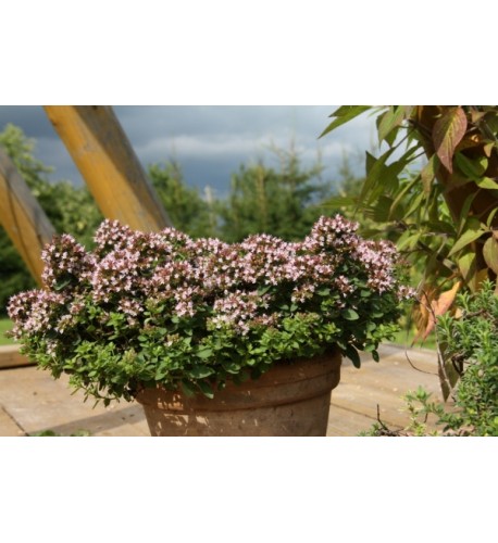 Oregáno–(Origanum vulgare L.) odroda "Diabolo"